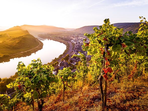 Herbst an der Mosel inkl. Fl. Wein, Weinprobe und Gästeticket