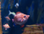 OZEANEUM Stralsund mit Ticket und Hotel