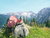 3 vielfältige Urlaubstage im Zillertal mit Frühstück