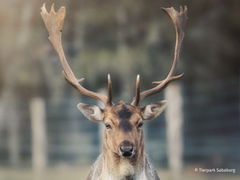 Tierpark Sababurg mit Hotel
