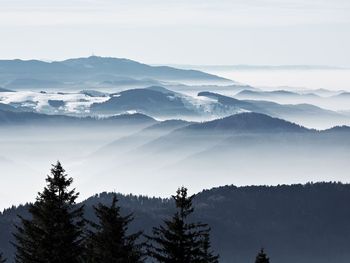 FrühlingsAufblühen im Schwarzwald