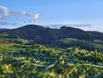 Midweek 5=4 Auszeit im Schwarzwald