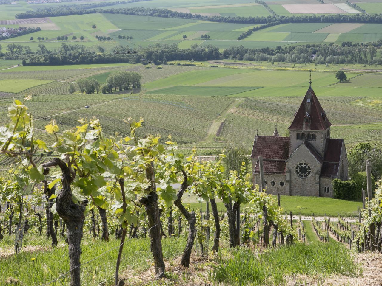 Winterliche Träumerei im Weinberg