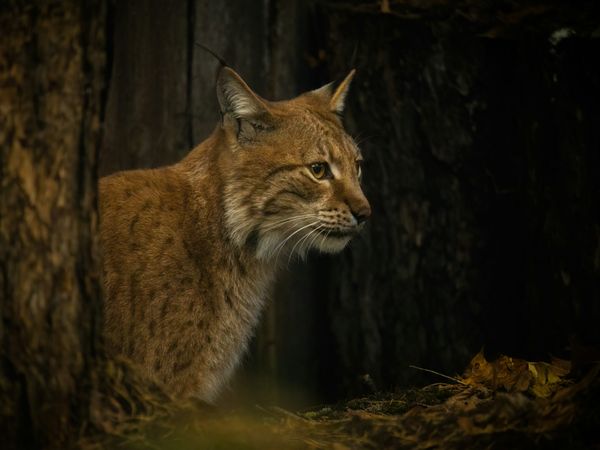 Wildkatzenpfade & Natur – Entdecker-Tage im Hunsrück in Idar-Oberstein, Rheinland-Pfalz inkl. Frühstück