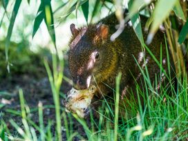 Serengeti Park Hodenhagen mit Hotel