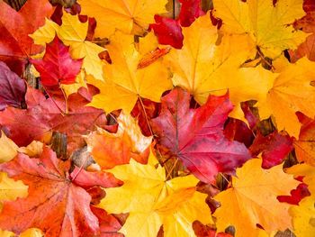 Herbstzeit in der Lutherstadt Wittenberg