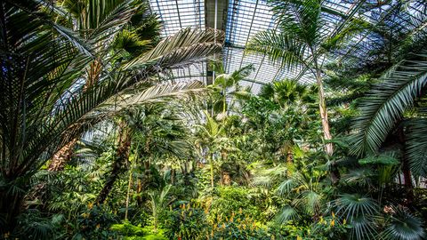 Palmengarten
