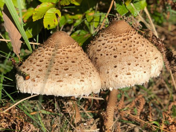 Waldauszeit zu Zweit in Kahla Halbpension