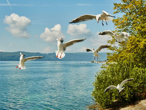 7 Tage Bodensee Genuss! in Langenargen, Baden-Württemberg inkl. Halbpension