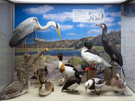 OZEANEUM Stralsund mit Ticket und Hotel