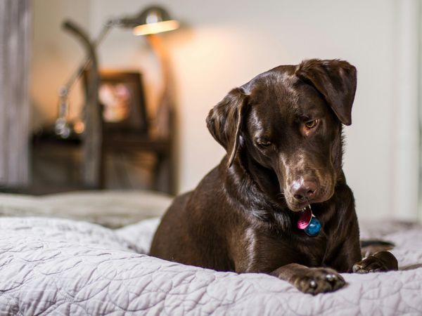 4 Tage Auf 4 Pfoten im Thüringer Wald in Neustadt am Rennsteig Halbpension