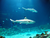 Tierpark und Tropen Aquarium Hagenbeck in Hamburg mit Hotel