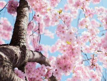 Frühling-Schwarzwald-Naturkosmetik