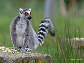Tierpark Sababurg mit Hotel