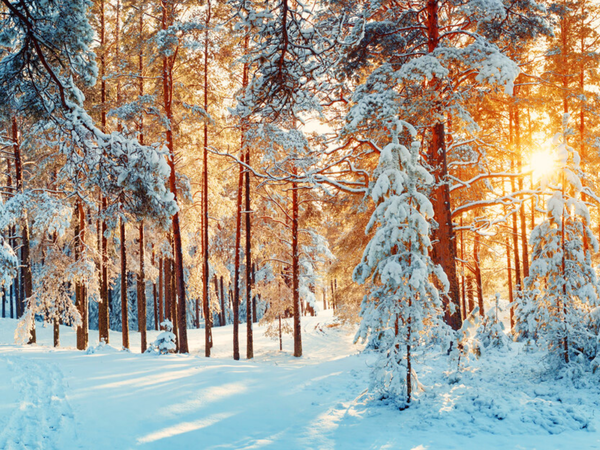 3 Tage Winter Special Mecklenburgische Seenplatte in Neustrelitz, Mecklenburg-Vorpommern inkl. Halbpension