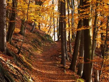 Herbstfarben & Harzpfade - 5 Tage inkl. Halbpension