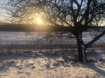 Sommererwachen im Wald