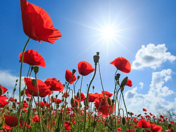 Sommer Special Anreise Donnerstag bis Samstag