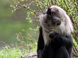 Serengeti Park Hodenhagen mit Hotel