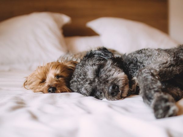 Kurze Auszeit mit Hund – 4 Tage in Neukirchen/Pleiße, Sachsen inkl. Halbpension