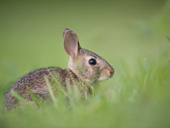 4 Tage Ostern mit dem Feldhasen