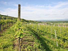 Naturerlebnis am wunderbaren Kaiserstuhl