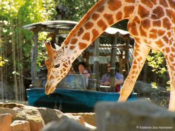 Tierische Magie im Erlebnis-Zoo Hannover /3 Tage