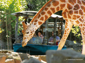 Zoo Hannover mit Übernachtung