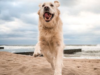 Kurzurlaub mit Hund an der Ostsee / 3 Tage