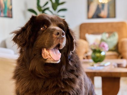 4 Pfotenzeit – Urlaub, der auch Ihrem Hund gut tut | 3 Tage