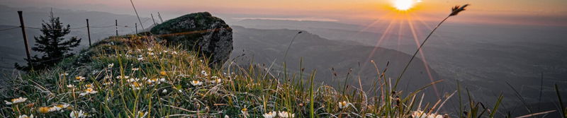 Wildblumen auf einer Bergwiese bei Sonnenuntergang über weiten Tälern