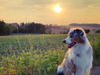 4 Tage mit dem Vierbeiner in die Fränkische Schweiz