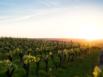 Schnäppchen für Weinfreunde