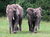 Opel-Zoo Tickets mit Hotel