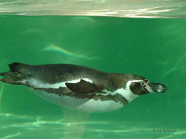 Zoo Schwerin mit Tageseintritt und Übernachtung