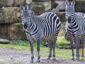 4 Tage Auszeit mit Zoo und Wellness im Saarland