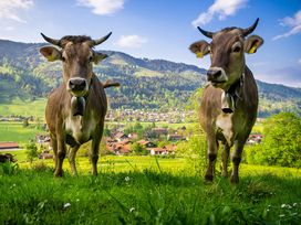 Wangen erleben – Wandergenuss im Allgäu I5 Tage
