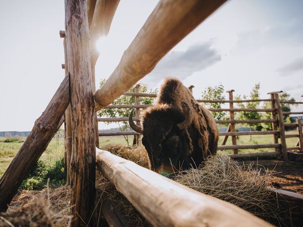 4 Tage Erlebnisurlaub mit Besuch der ‚Wisent Welt‘ in Bad Laasphe, Nordrhein-Westfalen inkl. Halbpension