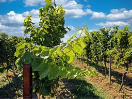 3 Tage Wanderspaß rund um Neustadt/Weinstraße & Pfalz