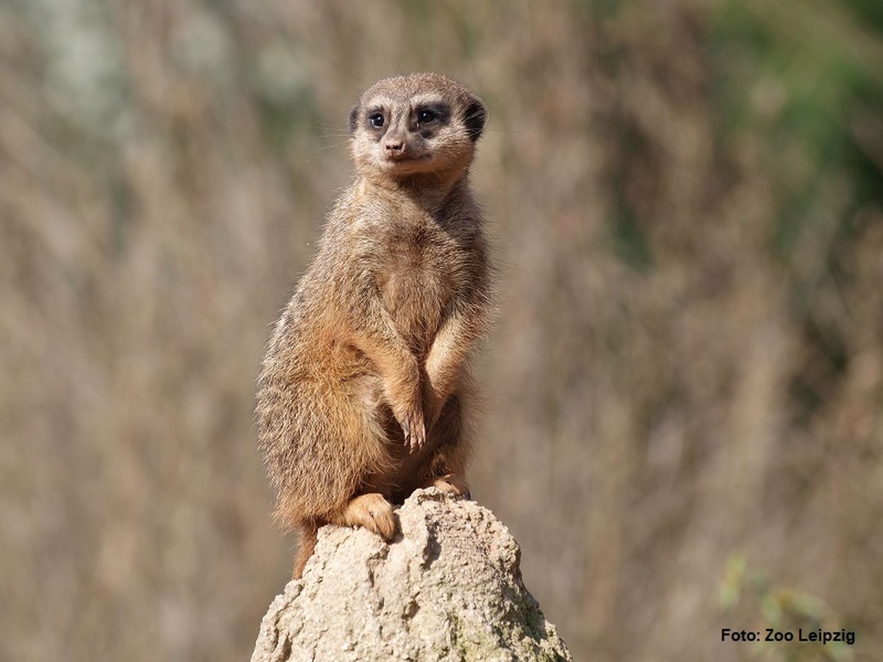 Wildlife Safari - Willkommen im Zoo Leipzig | 3 Tage