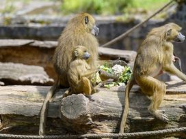 Tiergarten Nürnberg mit Hotel