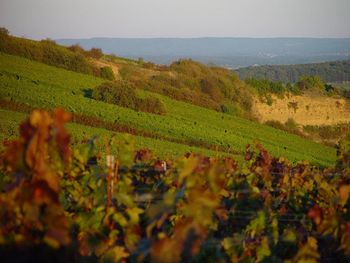 Fränkisches Weinland und Würzburg Special