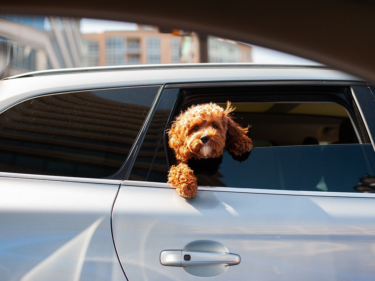 Urlaub mit Hund - Ferien auf vier Pfoten - 5 Nächte