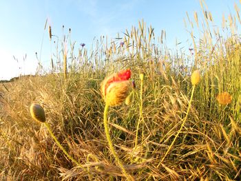 6 Tage Inselzauber auf Rügen - Traumurlaub am Meer