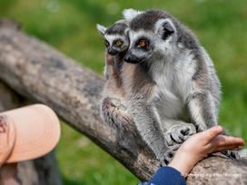 Serengeti-Park Hodenhagen mit Ticket und Hotel