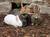 Tierpark Sababurg mit Hotel