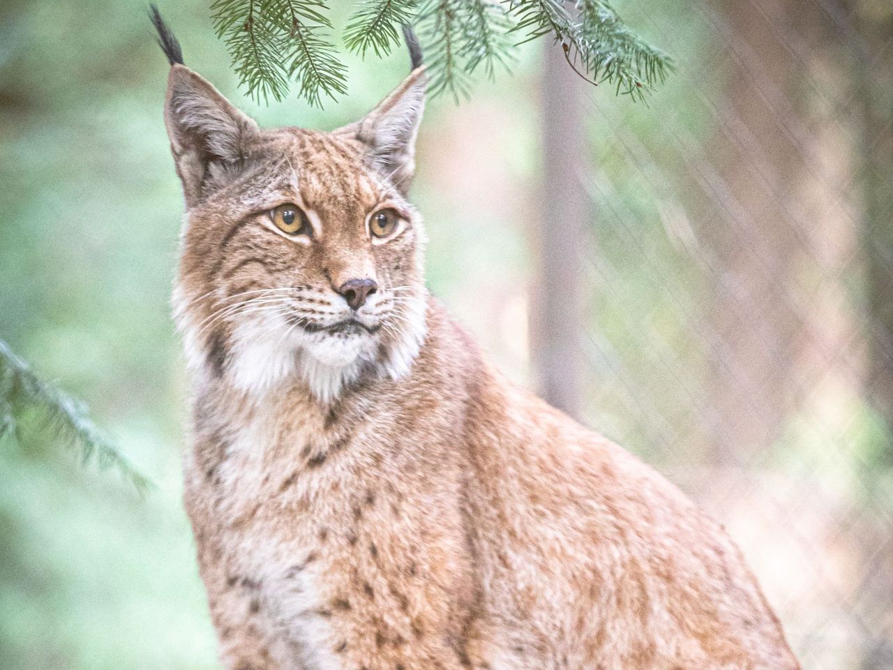 Besuch im Wildpark Lüneburger Heide - 2 Tage