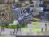 4 Tage Auszeit mit Zoo und Wellness im Saarland
