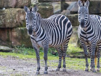 4 Tage Auszeit mit Zoo und Wellness im Saarland