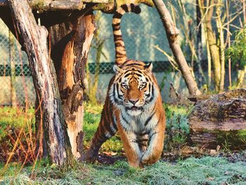 Tierisches Erlebnis - Wildlife im Zoo Landau / 5 Tage